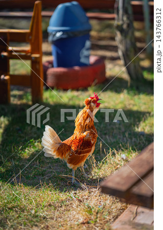 Golden Brown Rooster Crowing Outdoors on Farm. Bright rooster with red comb and white tail Crowing on grassy ground in sunny outdoor farmyard setting with blurred background Golden Brown Rooster Crowing Outdoors on Farm. Bright rooster with red comb and white tail Crowing on grassy ground in sunny outdoor farmyard setting with blurred background 143766312