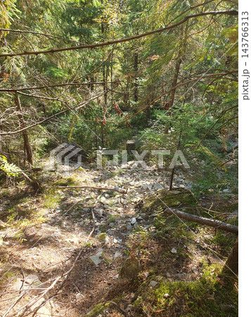 Dry rocky streambed with scattered stones and gravel in a dense spruce forest, framed by branches, moss and young fir trees Dry rocky streambed with scattered stones and gravel in a dense spruce forest, framed by branches, moss and young fir trees 143766313