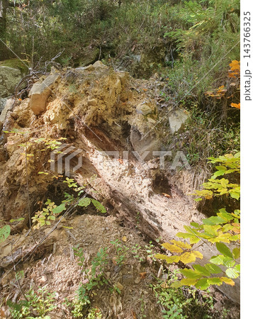 Decaying fallen tree trunk overgrown with soil, rocks and roots on a forest slope, with young beech leaves and green shrubs in sunlight. Natural decomposition Decaying fallen tree trunk overgrown with soil, rocks and roots on a forest slope, with young beech leaves and green shrubs in sunlight. Natural decomposition 143766325