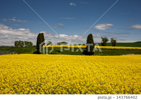 菜の花畑の大地 菜の花畑の大地 143766402