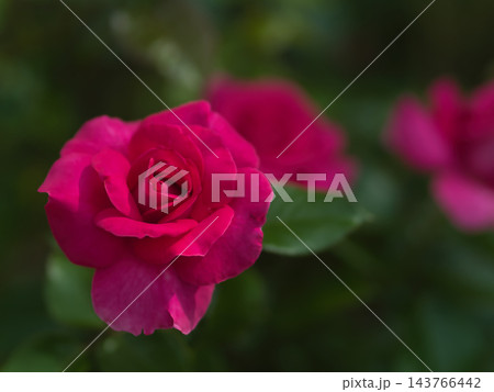 10月に咲いたピンク色のバラの花「マヌウ メイアン」 143766442