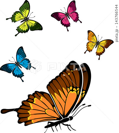 Butterfly Butterfly 143766544