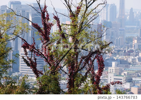 Famous N Seoul Tower landmark and urban skyline view from Namsan Mountain 143766783