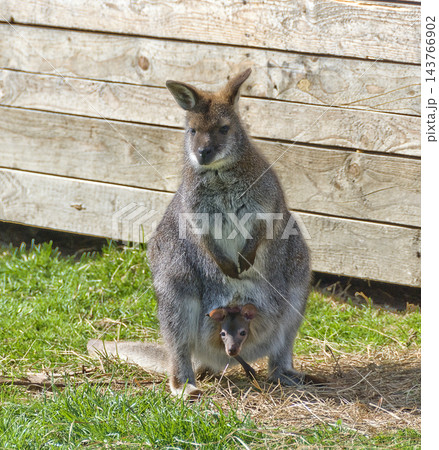 kangaroo with youngster in the pouch 143766902