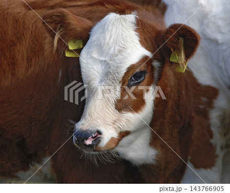 head of a calf head of a calf 143766905