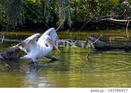 Pelican in the river Pelican in the river 143766917
