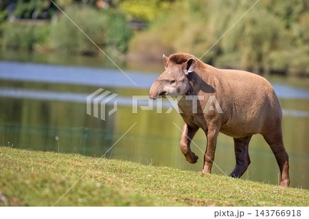 Tapir in a clearing Tapir in a clearing 143766918