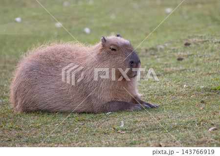 Capybara resting in a clearing Capybara resting in a clearing 143766919