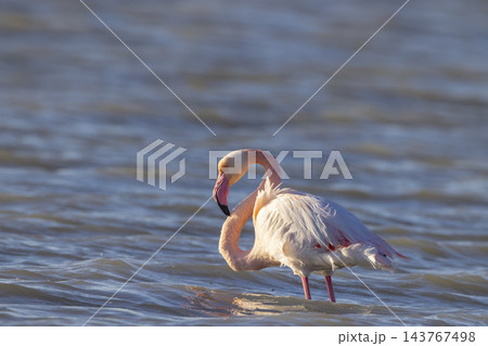 Greater flamingo wading in water, Saint Laurent d'Aigouze, France 143767498
