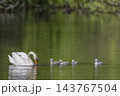 Parent swan leading cygnets swimming in green pond 143767504