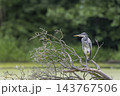 Grey heron bird perching on bare tree branch 143767506
