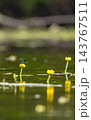 Dragonfly resting on yellow water lily in pond 143767511
