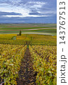 Autumn vineyard rows stretching through Champagne landscape 143767513