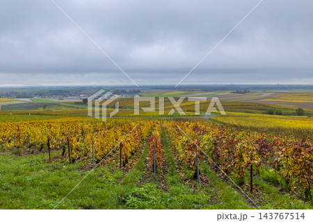Vert Toulon, Marne vineyard landscape in autumn 143767514