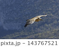 Griffon vulture flying over Verdon Gorge in France 143767521