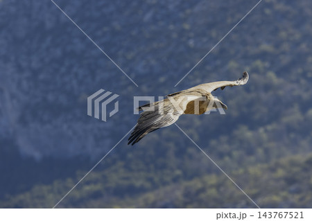 Griffon vulture flying over Verdon Gorge in France Griffon vulture flying over Verdon Gorge in France 143767521