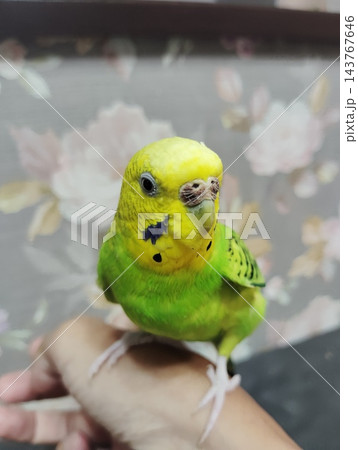セキセイインコ 143767646