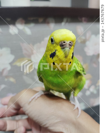 セキセイインコ セキセイインコ 143767679