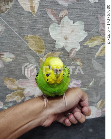 セキセイインコ 143767680