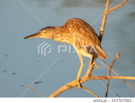 Yellow bittern bird, Botaurus sinensis, Phuket, Thailand Yellow bittern bird, Botaurus sinensis, Phuket, Thailand 143767862