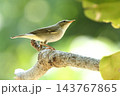 生き物　野鳥　メボソムシクイ、第十初列風切の先端が初列雨覆を大きく超えるのがメボソムシクイだそうです 143767865