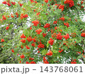 セイヨウナナカマド  Sorbus aucuparia（スイス） 143768061