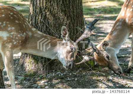 Two fallow deer, Dama mesopotamica fight head to head over female and territory. A ruminant mammal 143768114