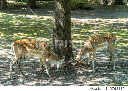 Two fallow deer, Dama mesopotamica fight head to head over female and territory. A ruminant mammal 143768115