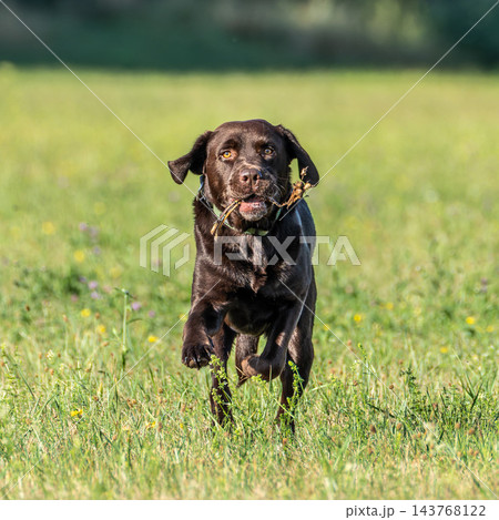 Labrador retriever, Canis lupus familiaris on a grass field. Healthy chocolate brown labrador retriever 143768122
