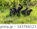 Labrador retriever, Canis lupus familiaris on a grass field. Healthy chocolate brown labrador retriever 143768123
