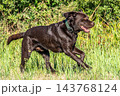 Labrador retriever, Canis lupus familiaris on a grass field. Healthy chocolate brown labrador retriever 143768124