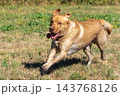 Labrador retriever, Canis lupus familiaris on a grass field. Healthy chocolate brown labrador retriever 143768126