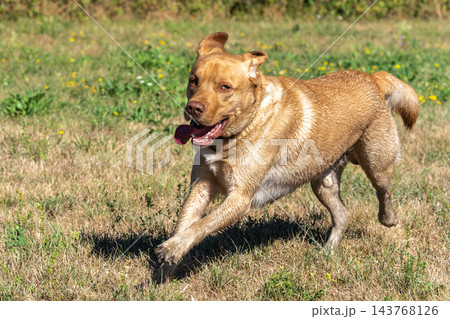 Labrador retriever, Canis lupus familiaris on a grass field. Healthy chocolate brown labrador retriever 143768126
