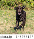 Labrador retriever, Canis lupus familiaris on a grass field. Healthy chocolate brown labrador retriever 143768127