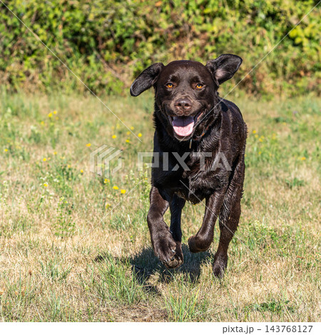 Labrador retriever, Canis lupus familiaris on a grass field. Healthy chocolate brown labrador retriever Labrador retriever, Canis lupus familiaris on a grass field. Healthy chocolate brown labrador retriever 143768127