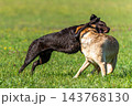 Two Labrador retriever, Canis lupus familiaris hopping around and fighting each other on a grass field. 143768130