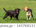 Two Labrador retriever, Canis lupus familiaris hopping around and fighting each other on a grass field. 143768131