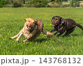 Two Labrador retriever, Canis lupus familiaris hopping around and fighting each other on a grass field. 143768132