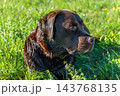 Labrador retriever, Canis lupus familiaris on a grass field. Healthy chocolate brown labrador retriever 143768135