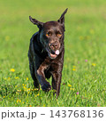 Labrador retriever, Canis lupus familiaris on a grass field. Healthy chocolate brown labrador retriever 143768136