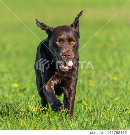 Labrador retriever, Canis lupus familiaris on a grass field. Healthy chocolate brown labrador retriever Labrador retriever, Canis lupus familiaris on a grass field. Healthy chocolate brown labrador retriever 143768136
