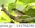 生き物　野鳥　メボソムシクイ、現在三つの種に分けられたようですが屋外での識別は困難です 143768286