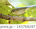 生き物　野鳥　メボソムシクイ、体長十三センチ。スマートな姿で身体を水平にすることが多い 143768287