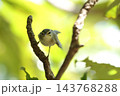 生き物　野鳥　メボソムシクイ、十月の石垣島で。渡りの途中、街路樹のモモタマナで餌探し 143768288