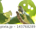 生き物　野鳥　メボソムシクイ、眉班（目の上の線）がくっきりと細く長いので『メボソ』。眼はまん丸です 143768289