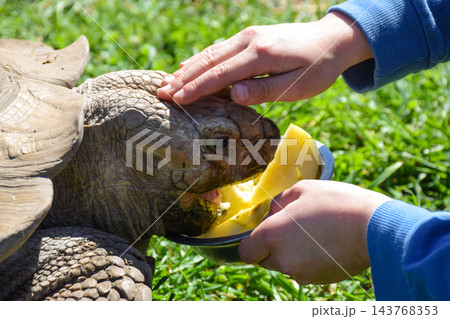 Pet owner giving his turtle ripe apple to eat in grass on background 143768353