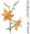 Hand-painted watercolor illustration of golden yellow lily flowers with green buds and stems. Botanical floral design element isolated on transparent background. 143768354