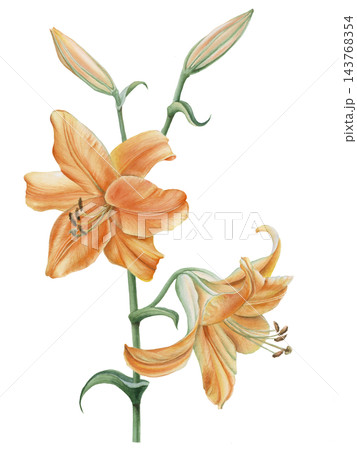 Hand-painted watercolor illustration of golden yellow lily flowers with green buds and stems. Botanical floral design element isolated on transparent background. 143768354