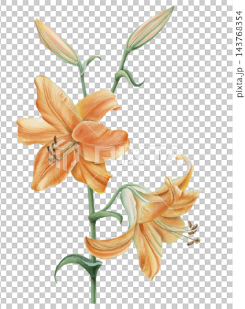 Hand-painted watercolor illustration of golden yellow lily flowers with green buds and stems. Botanical floral design element isolated on transparent background. 143768354
