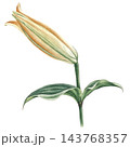 Hand-painted watercolor illustration of a golden yellow lily bud with green stem and leaves. Detailed botanical floral design element isolated on transparent background. 143768357